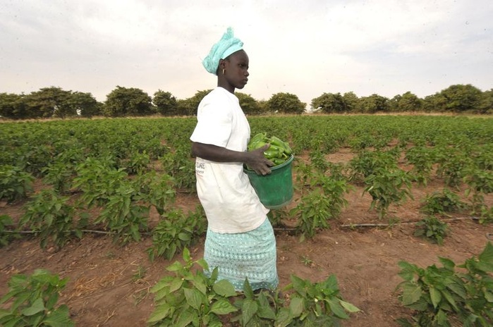 AGROECOLOGIE ET SYSTEME ALIMENTAIRE AFRICAIN : DES ACTEURS DE L'AGROECOLOGIE FORMULENT DES RECOMMANDATIONS AU GOUVERNEMENT