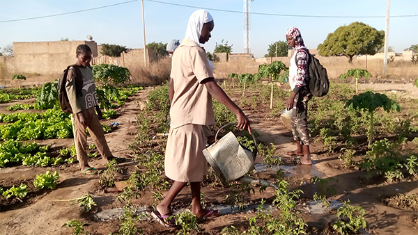 JARDIN ECOLOGIQUE AU PROFIT D’UNE CANTINE SCOLAIRE : BAMBYLOR, UN EXEMPLE ABOUTI DE CIRCUIT AGROECOLOGIQUE